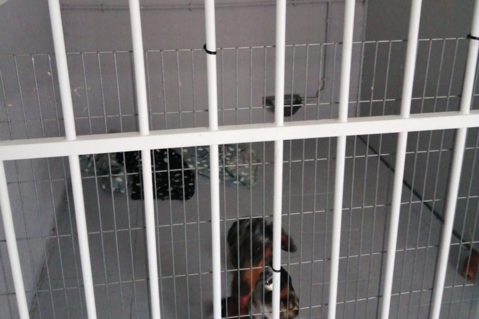 LUMACAN: Residencia canina sin jaulas en entorno natural