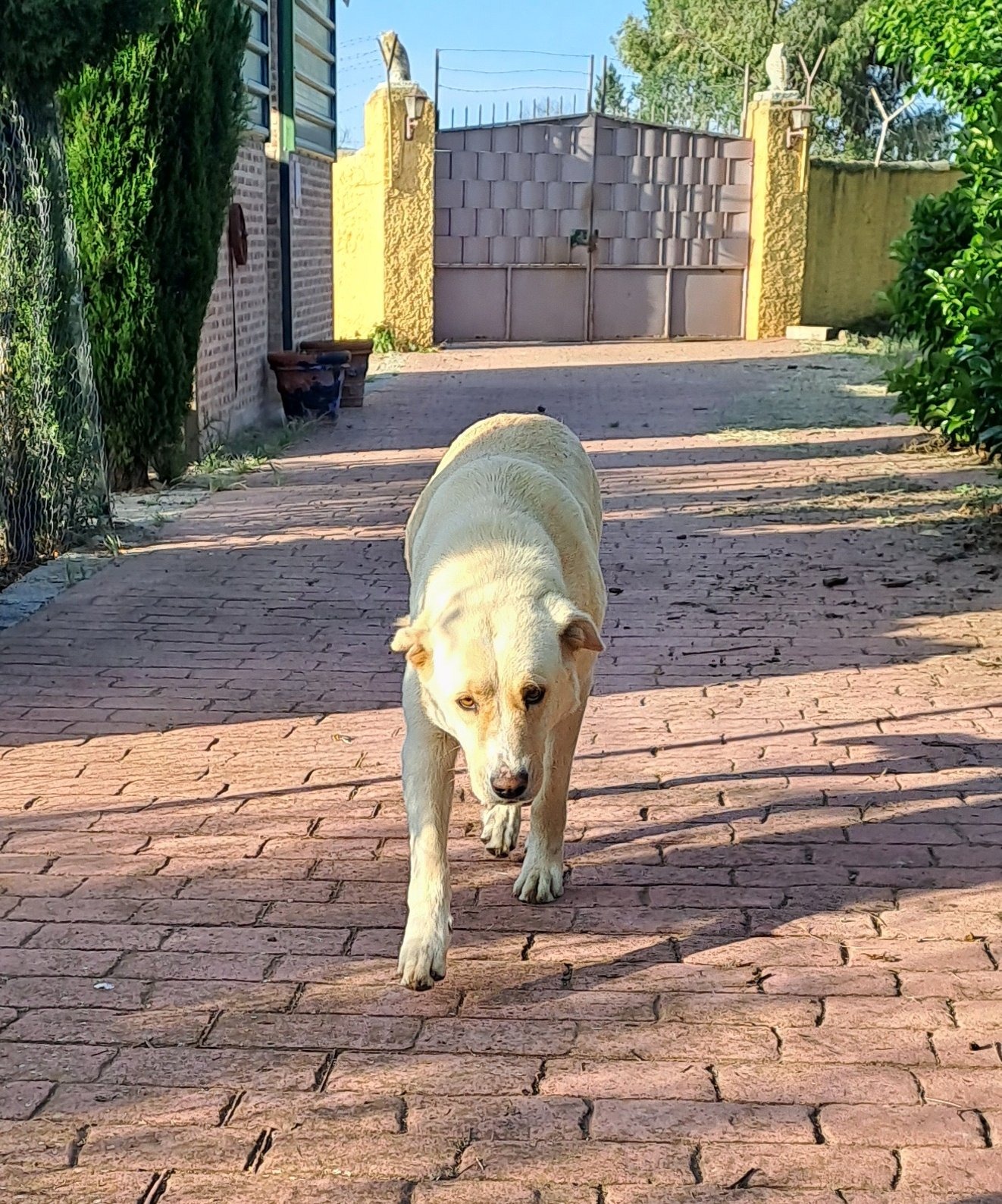 LUMACAN: Guardería canina con supervisión constante y rutinas de ejercicio