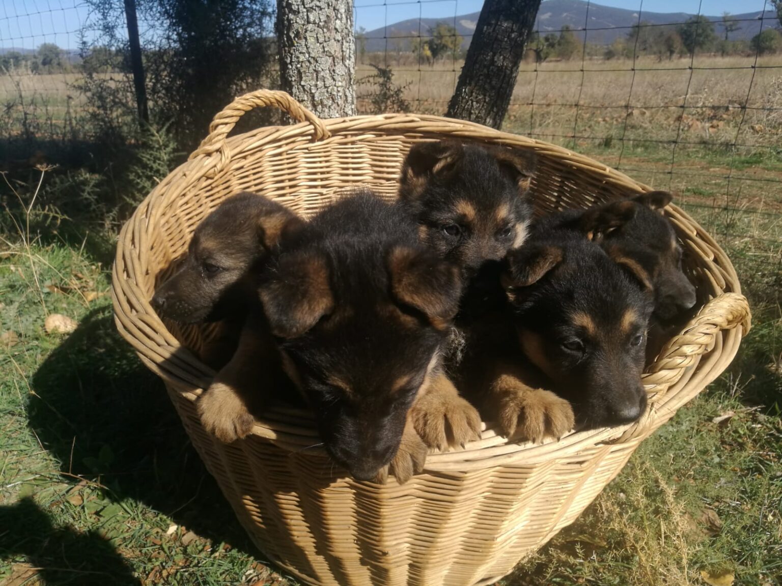 Cachorros de Pastor Alemán de líneas de belleza y trabajo